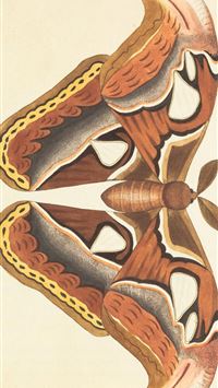 vivillon hd wallpaper