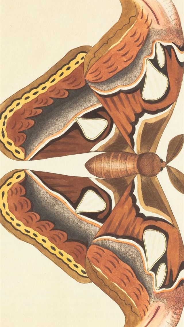 1125x2436 vivillon hd - vivillon hd iPhone Wallpaper
