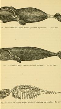 bowhead whales wallpaper