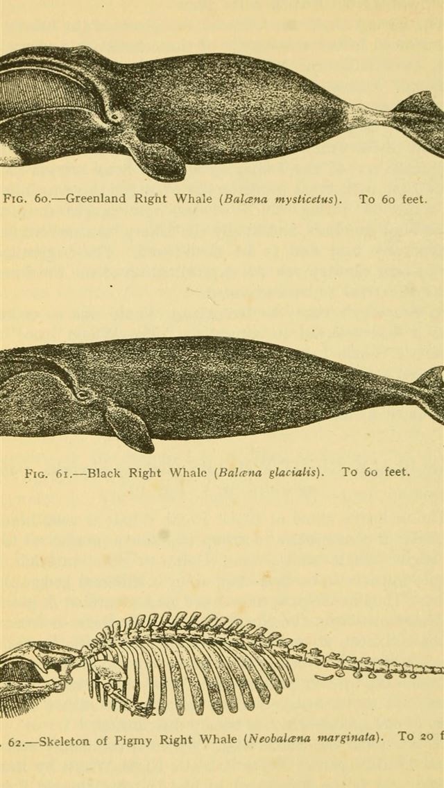 1284x2778 bowhead whales - bowhead whales iPhone Wallpaper