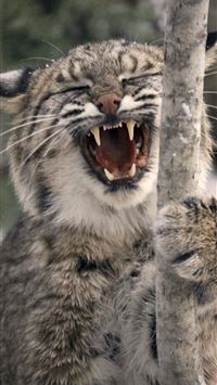 bowhead whales wallpaper