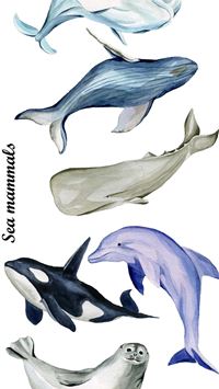 bowhead whales wallpaper