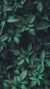 tropius hd wallpaper