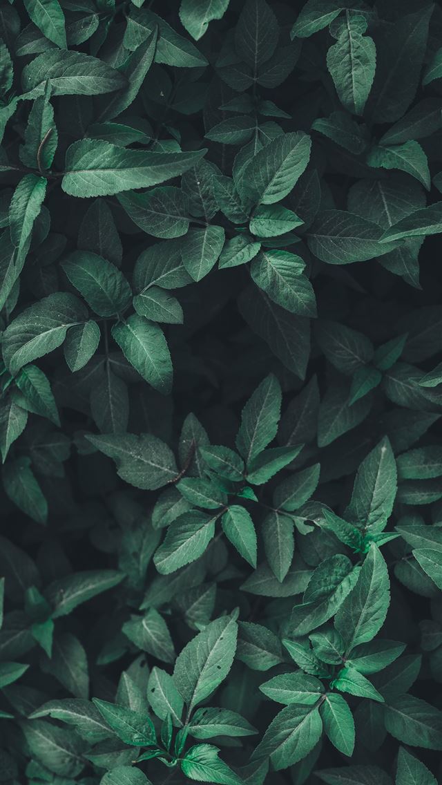 1284x2778 tropius hd - tropius hd iPhone Wallpaper