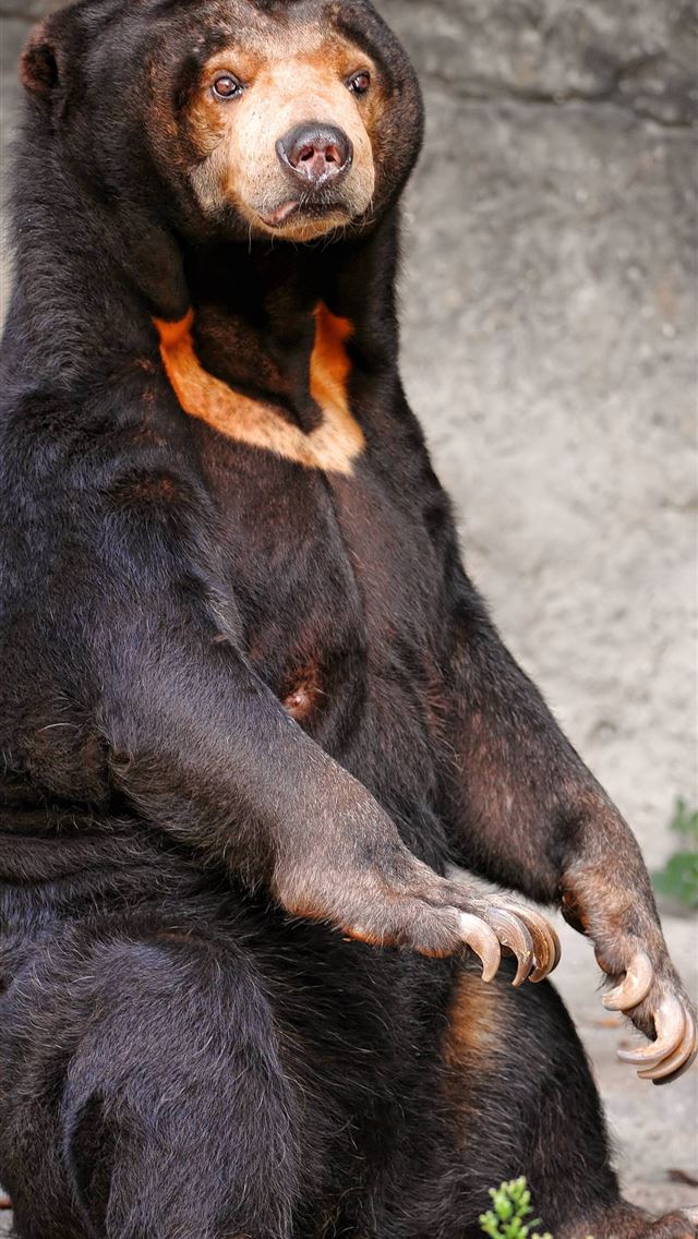 1284x2778 sun bear - sun bear iPhone Wallpaper