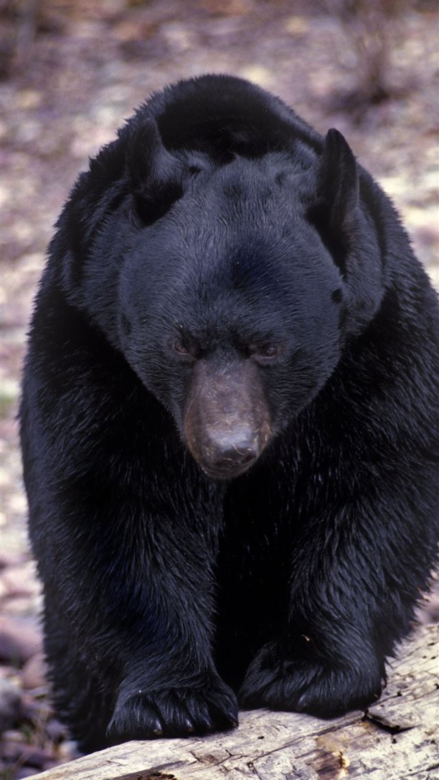 1284x2778 sun bear - sun bear iPhone Wallpaper