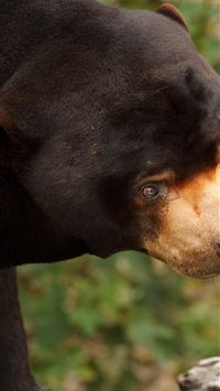sun bear wallpaper