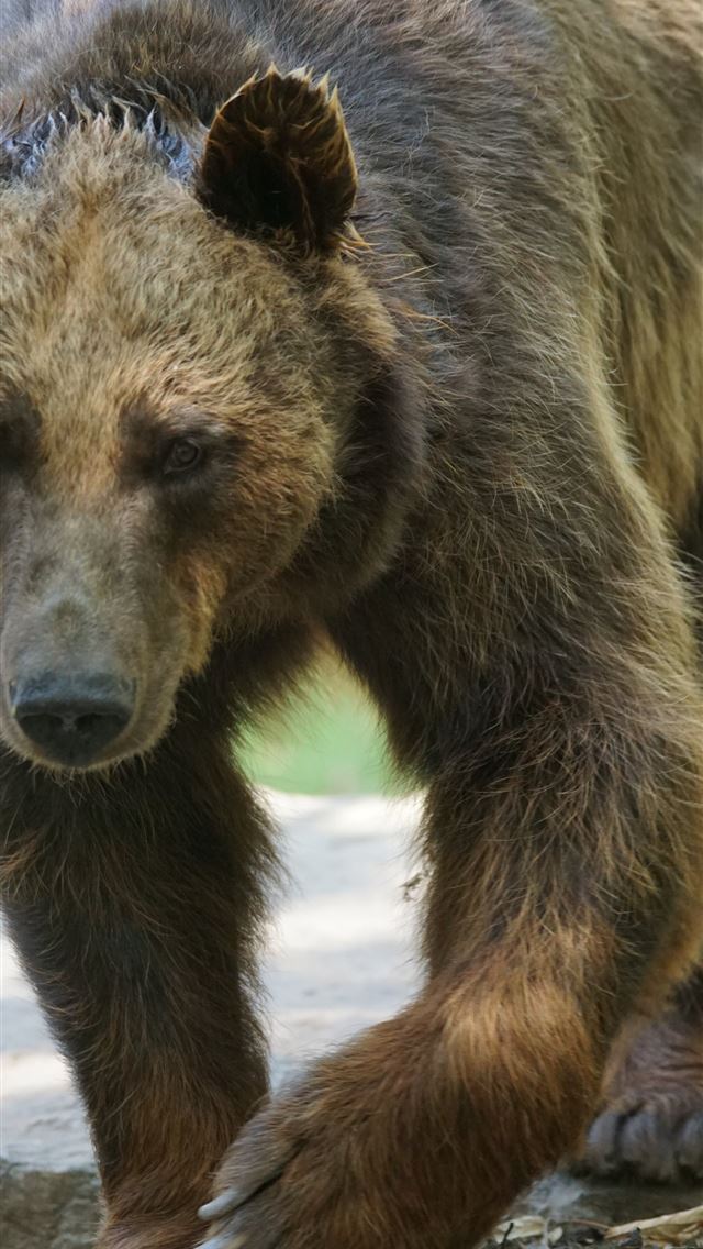 1284x2778 sun bear - sun bear iPhone Wallpaper