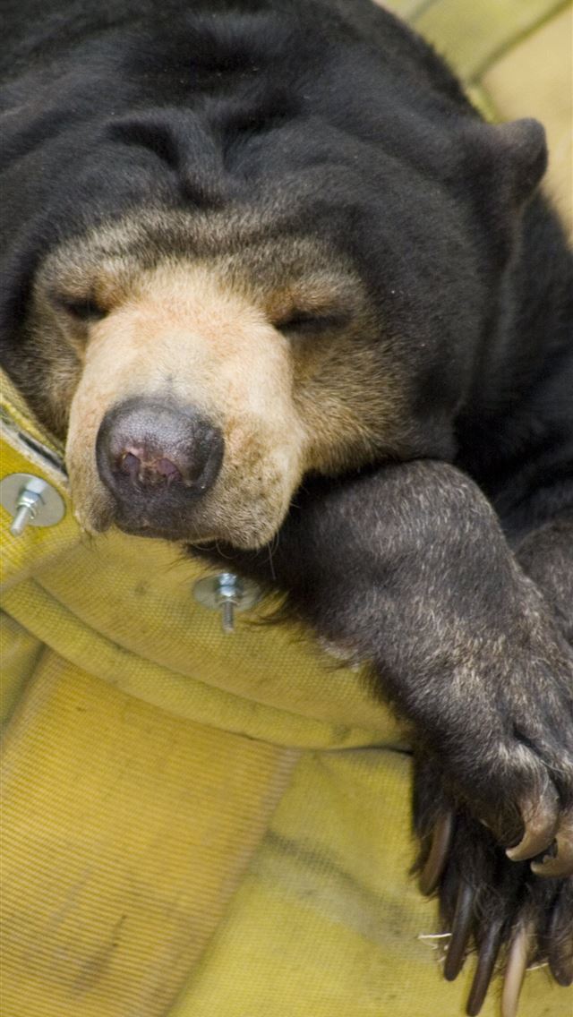 1284x2778 sun bear - sun bear iPhone Wallpaper