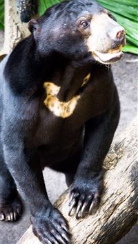 sun bear wallpaper