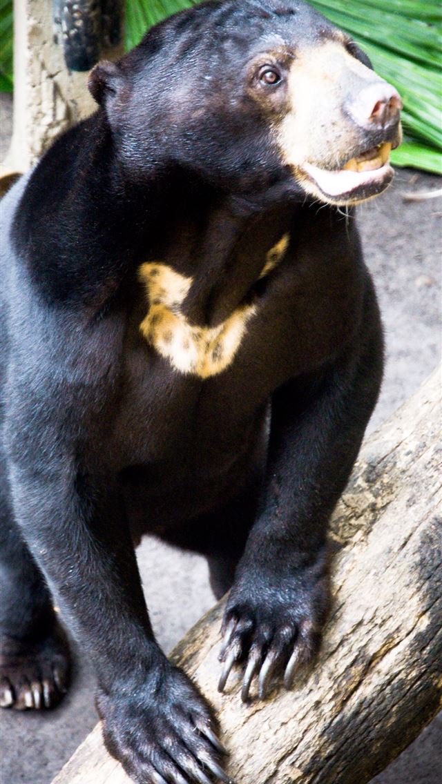 1284x2778 sun bear - sun bear iPhone Wallpaper