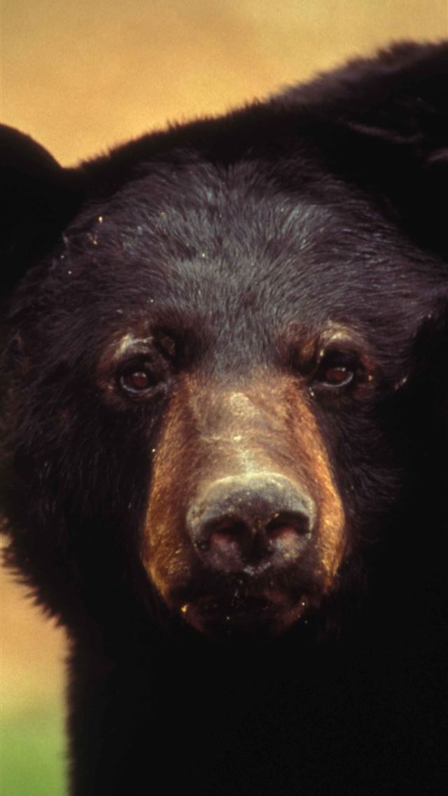 1284x2778 sun bear - sun bear iPhone Wallpaper