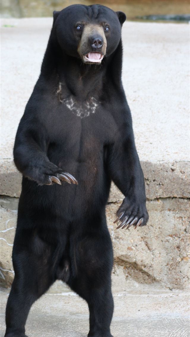 1284x2778 sun bear - sun bear iPhone Wallpaper
