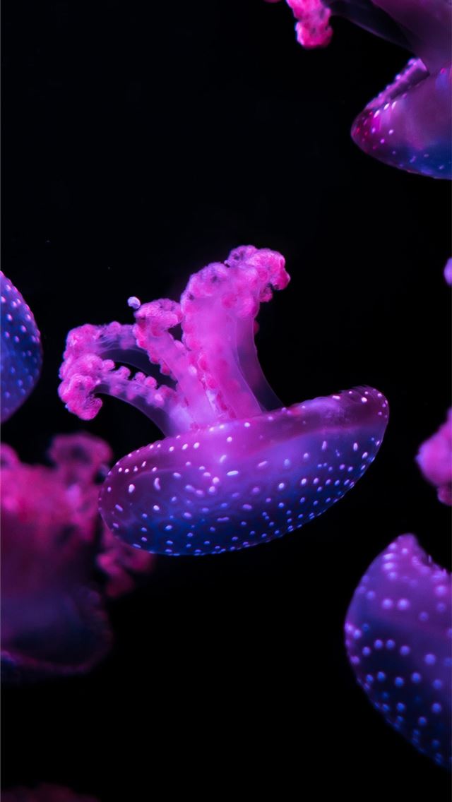 1284x2778 zebra fish -  iPhone Wallpaper
