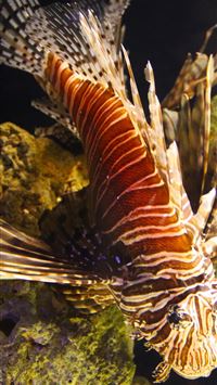 zebra fish wallpaper