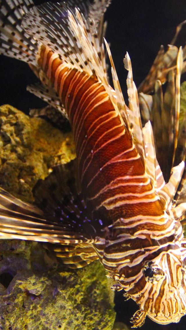 1125x2436 zebra fish -  iPhone Wallpaper