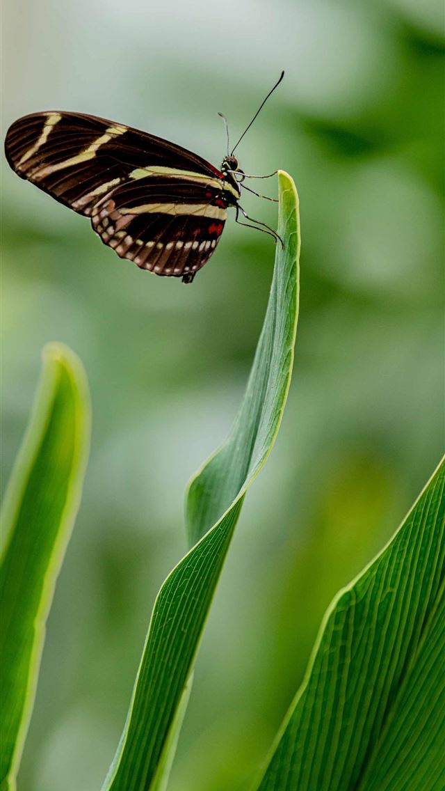 1284x2778 zebra fish -  iPhone Wallpaper