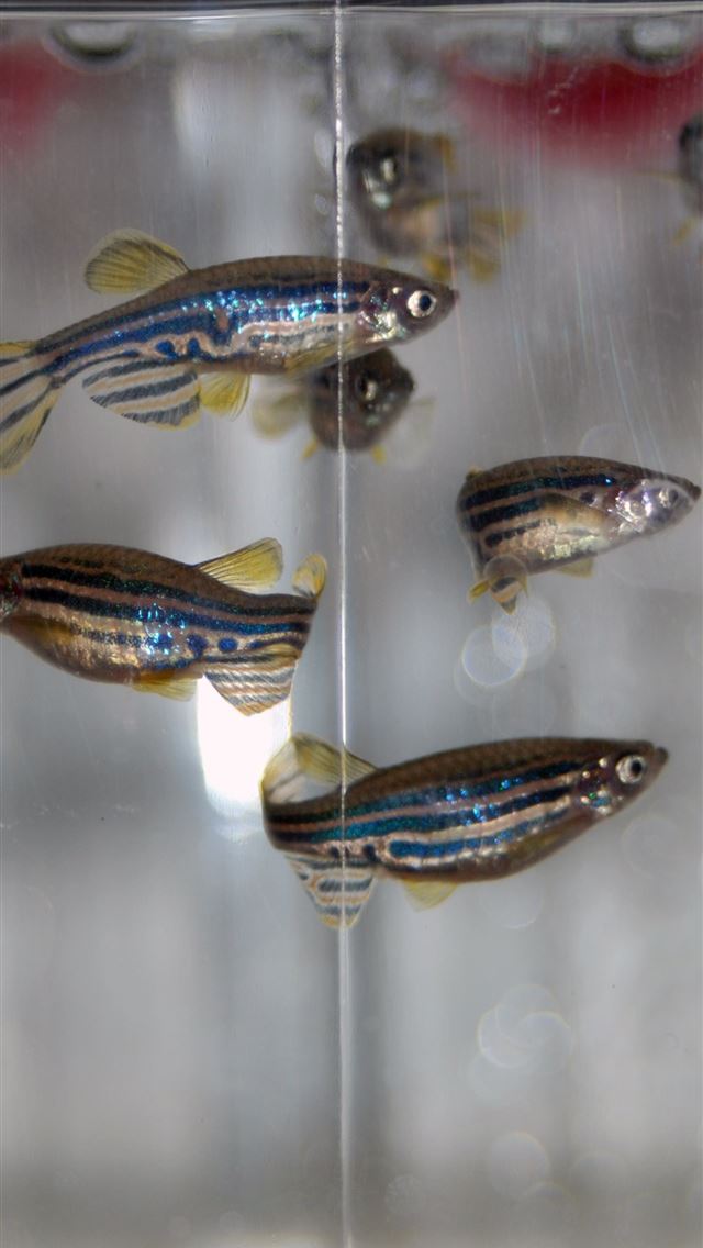 1284x2778 zebra fish -  iPhone Wallpaper