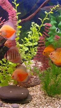 zebra fish wallpaper