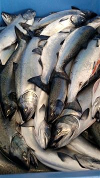 Best Salmon fish iPhone HD Wallpapers  iLikeWallpaper