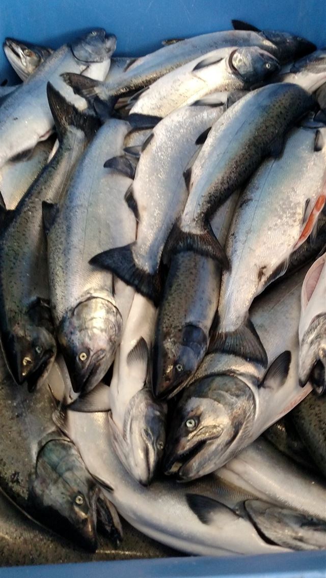 1284x2778 salmon fish - salmon fish iPhone Wallpaper