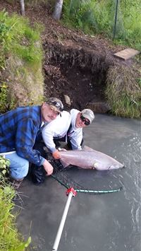 salmon fish wallpaper