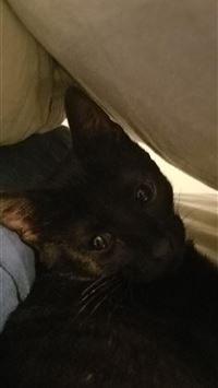 whimsicott hd wallpaper