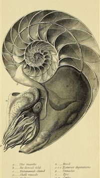 nautilidae wallpaper