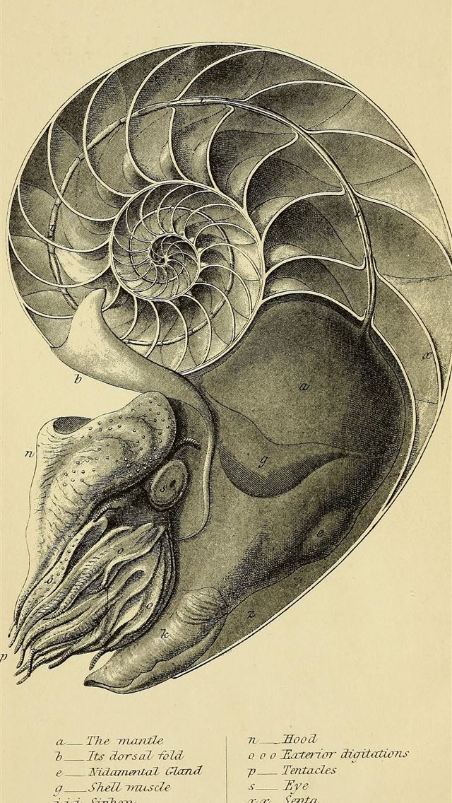 1284x2778 nautilidae - nautilidae iPhone Wallpaper