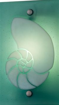 nautilidae wallpaper