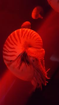 nautilidae wallpaper