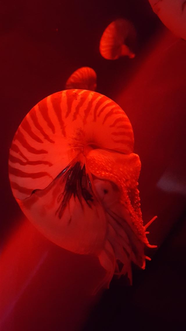 1284x2778 nautilidae - nautilidae iPhone Wallpaper