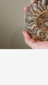 nautilidae wallpaper