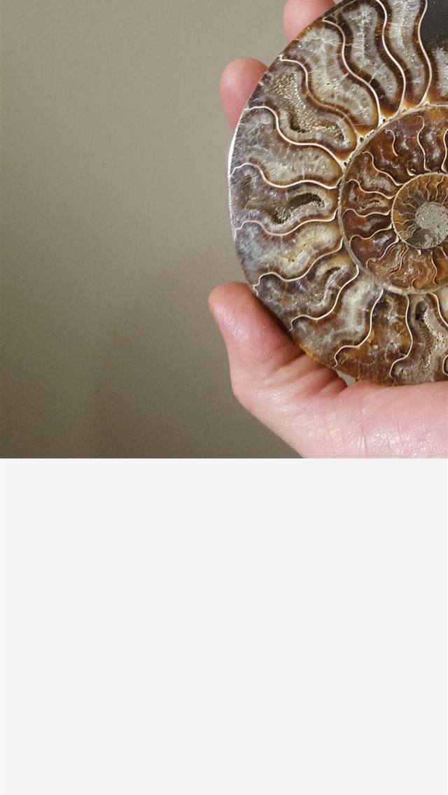 1284x2778 nautilidae - nautilidae iPhone Wallpaper