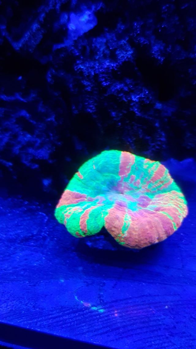 1284x2778 nautilidae - nautilidae iPhone Wallpaper