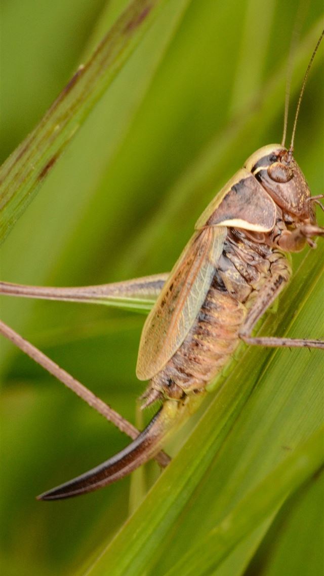 1284x2778 bush crickets - bush crickets iPhone Wallpaper