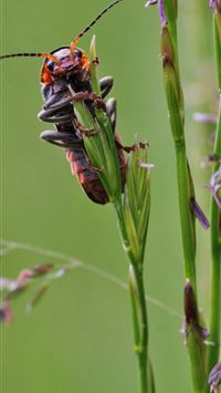 bush crickets wallpaper