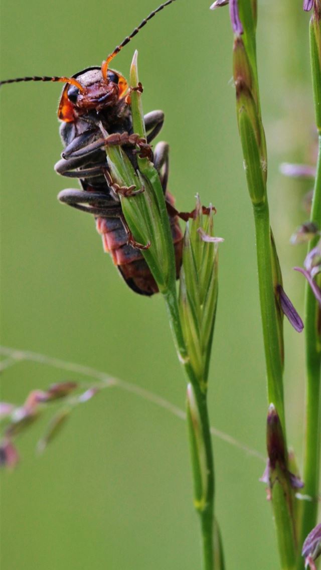 1284x2778 bush crickets - bush crickets iPhone Wallpaper