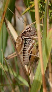 bush crickets wallpaper