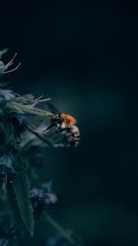 bush crickets wallpaper