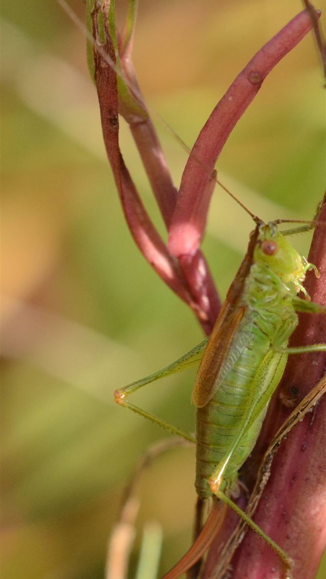 1125x2436 bush crickets - bush crickets iPhone Wallpaper
