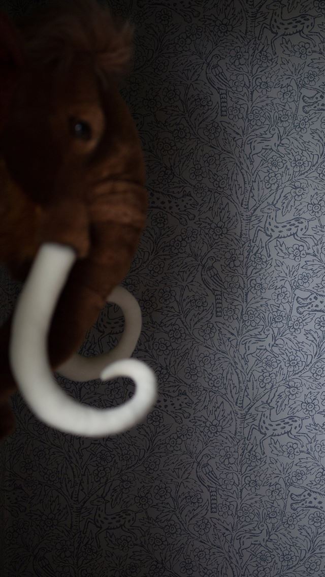 1284x2778 togo - togo iPhone Wallpaper