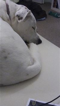 swellow hd wallpaper