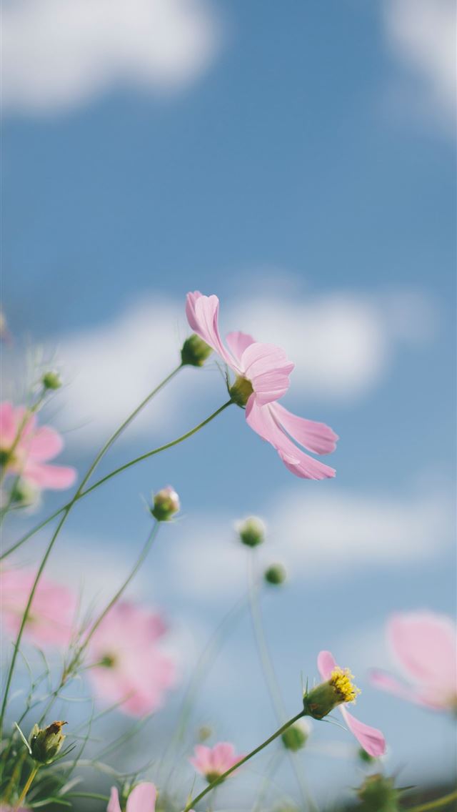 1284x2778 march equinox - march equinox iPhone Wallpaper