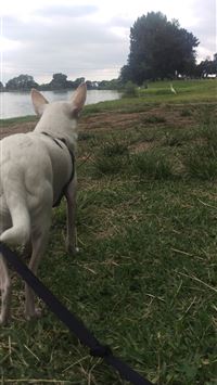 blitzle hd wallpaper