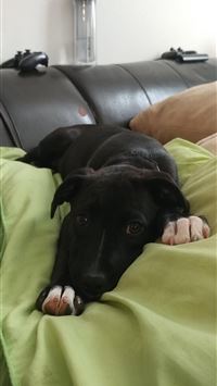 blitzle hd wallpaper