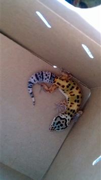 leopard lizards wallpaper