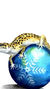 leopard lizards wallpaper