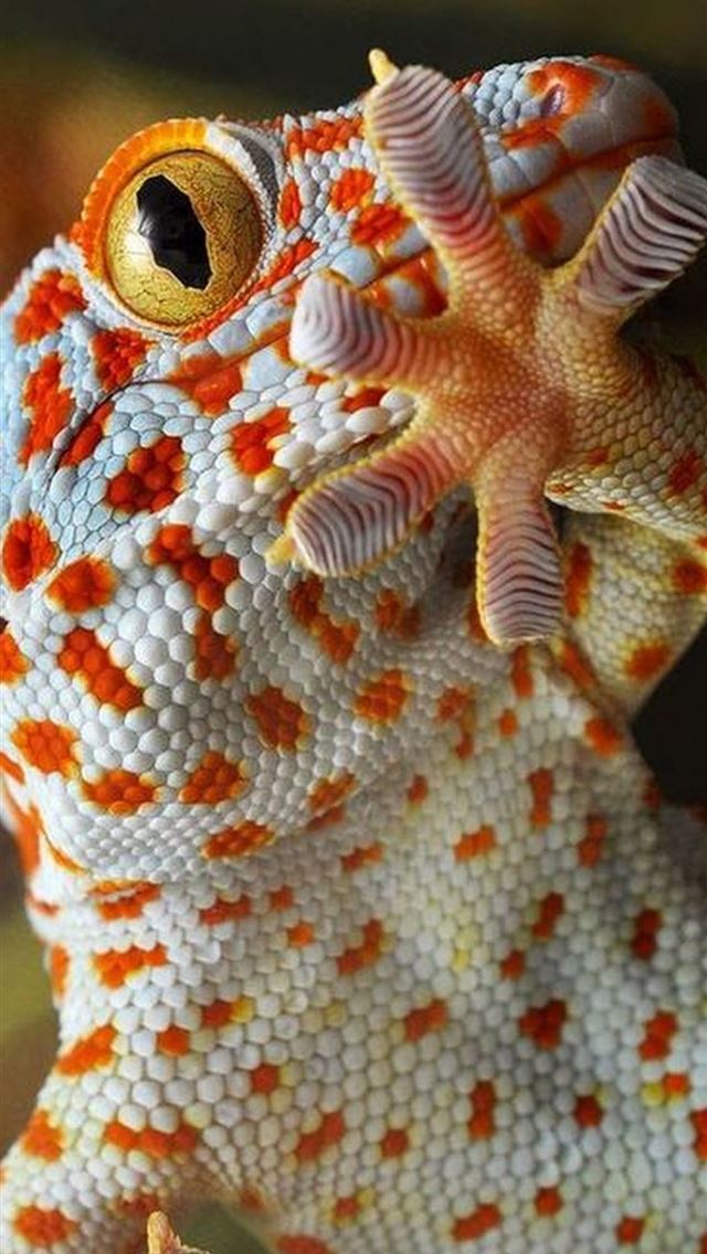 1125x2436 leopard lizards -  iPhone Wallpaper
