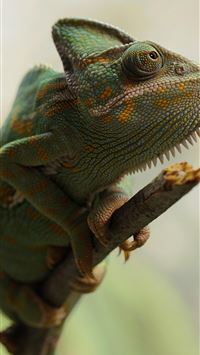 leopard lizards wallpaper